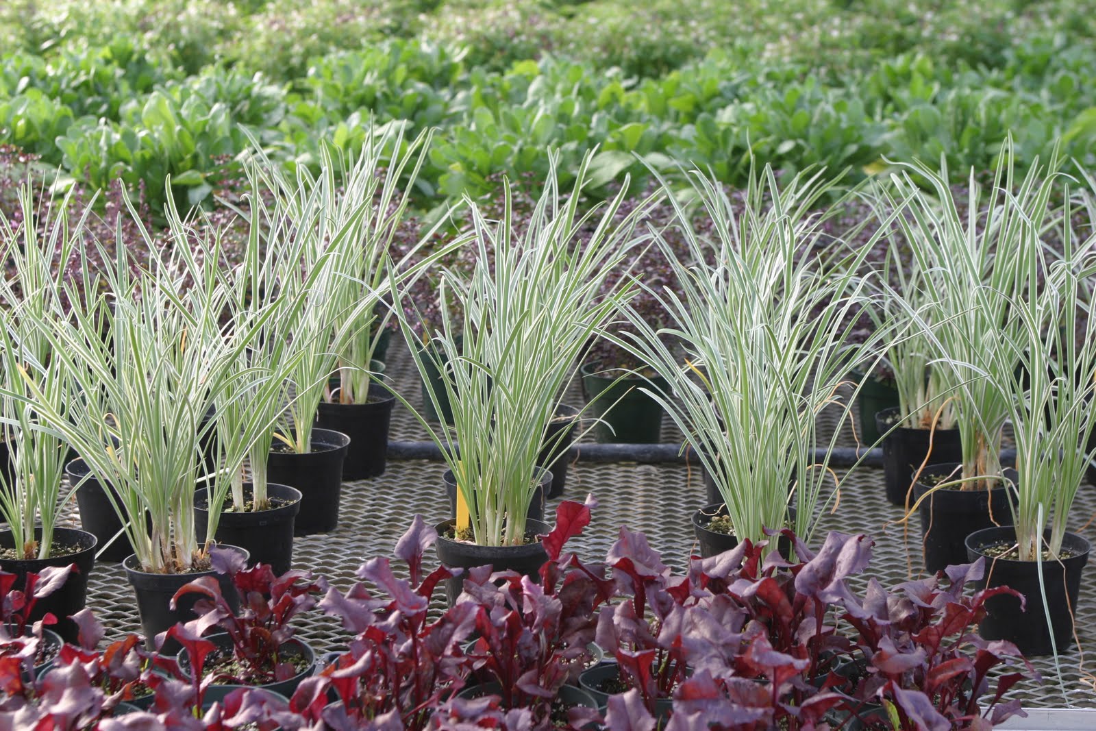 Variegated Society Garlic Plants