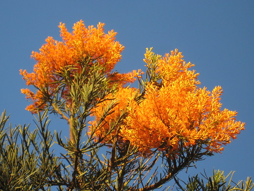 West Australian Christmas Tree