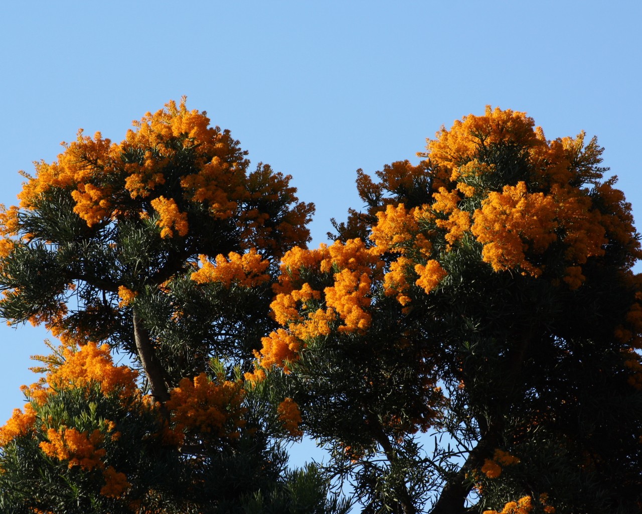 West Australian Christmas Tree