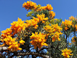 West Australian Christmas Tree