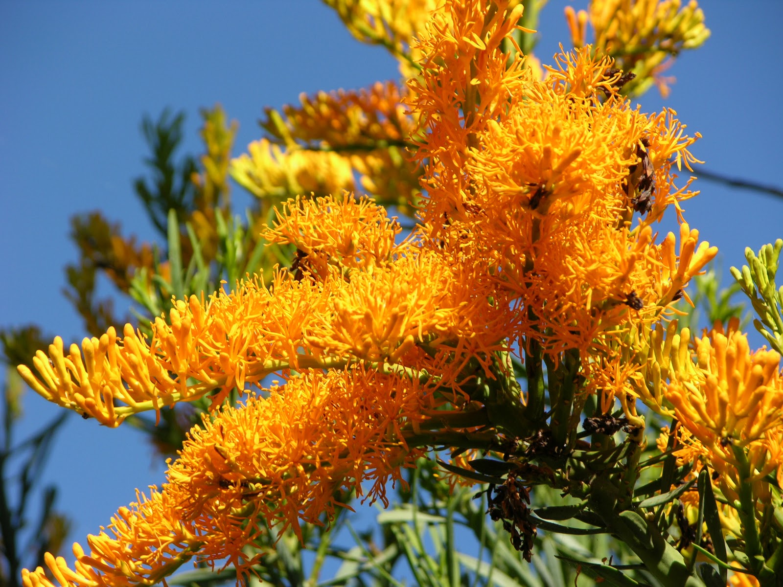 West Australian Christmas Tree