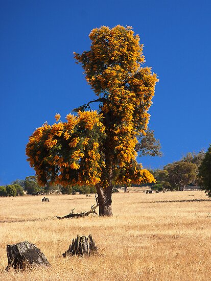 West Australian Christmas Tree