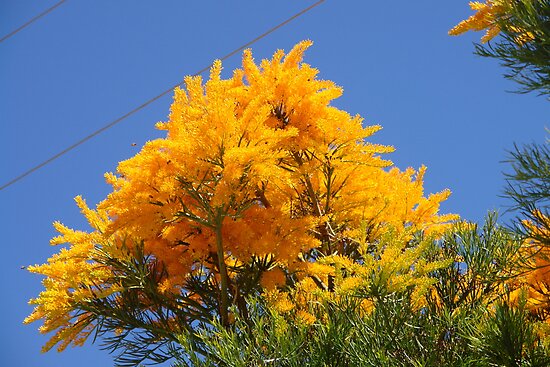 West Australian Christmas Tree