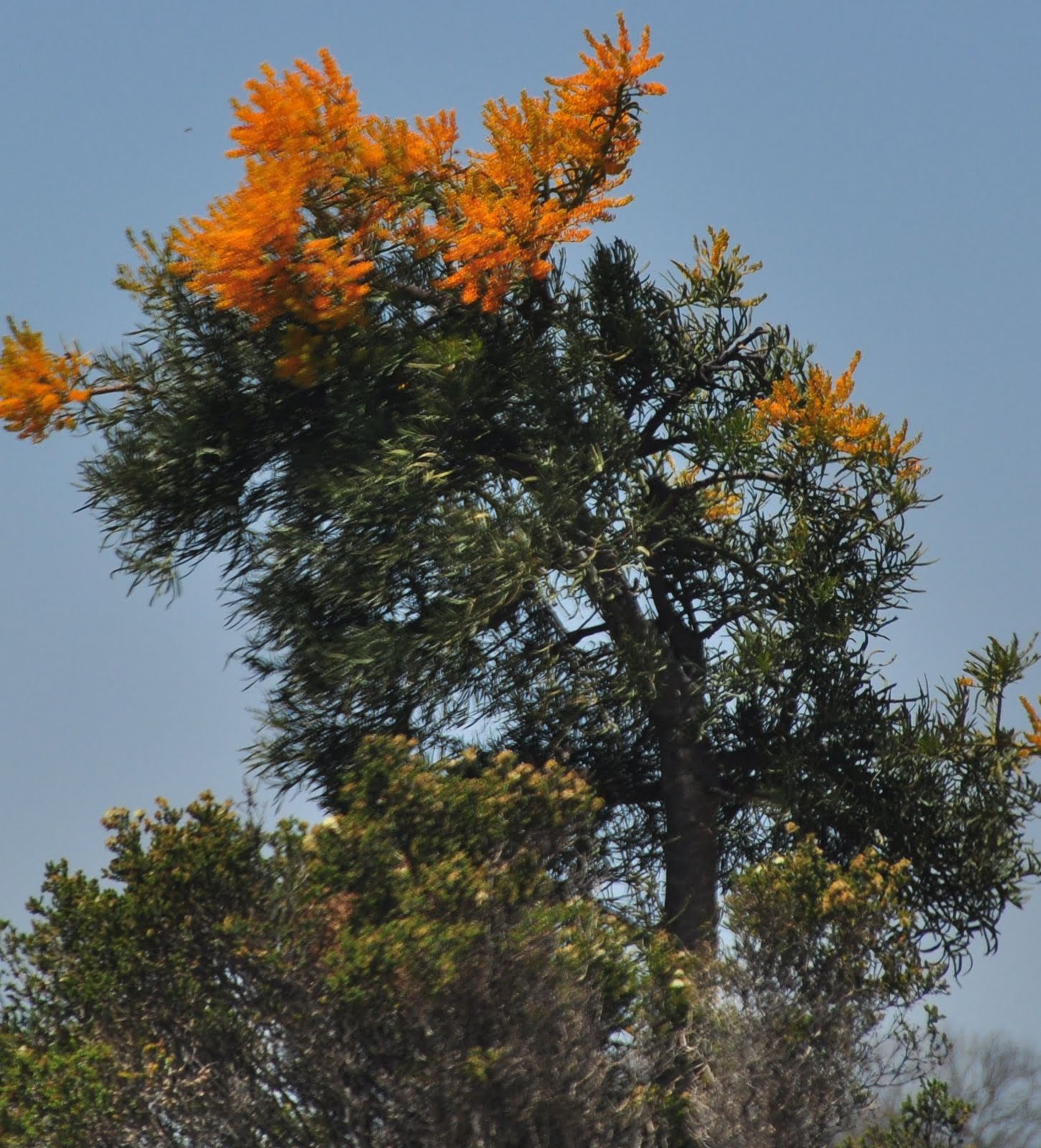 West Australian Christmas Tree