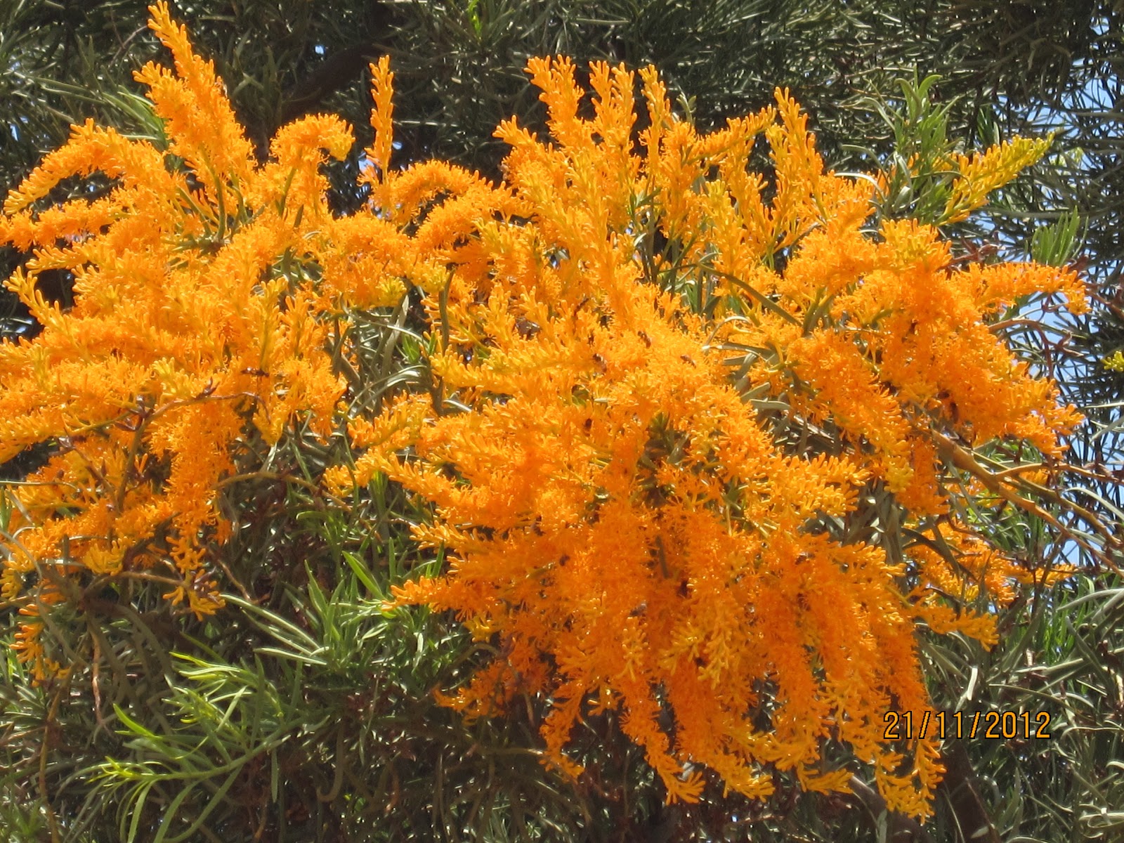 West Australian Christmas Tree