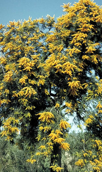 Western Australian Christmas Tree