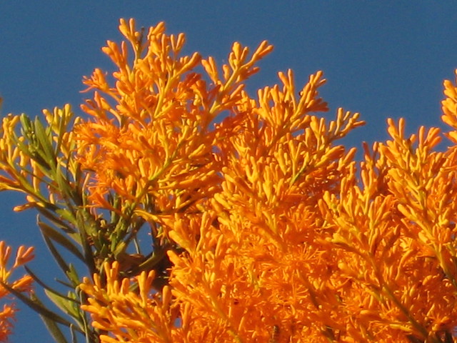 Western Australian Christmas Tree