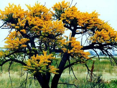 Western Australian Christmas Tree