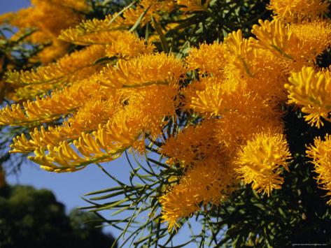 Western Australian Christmas Tree