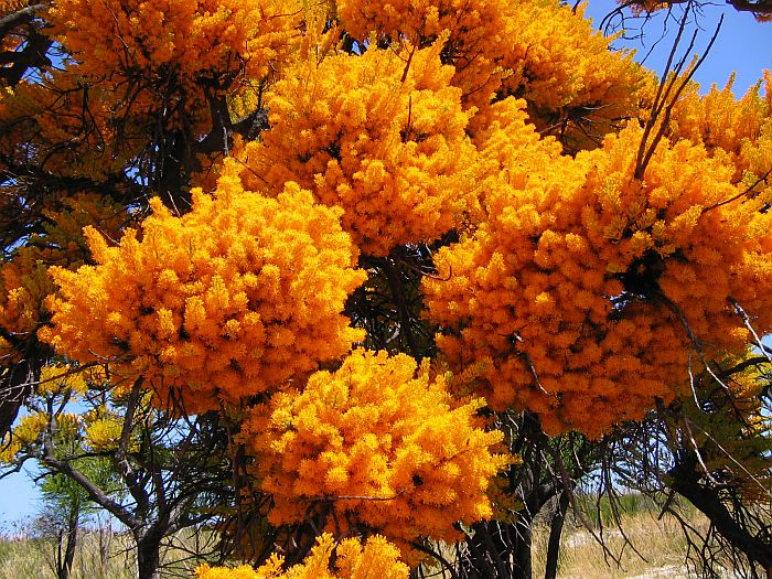 Western Australian Christmas Tree