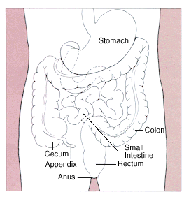 Where Are Your Appendix Located Diagram