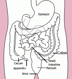 Where Are Your Appendix Symptoms