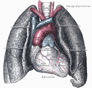 Where Are Your Lungs In Your Body