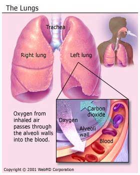 Where Are Your Lungs In Your Body