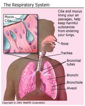 Where Are Your Lungs Located In The Back