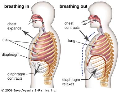 Where Are Your Lungs Located In The Back