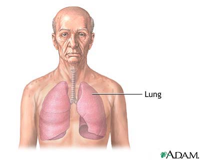 Where Are Your Lungs Located In The Body