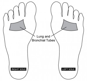 Where Are Your Lungs Located In The Body