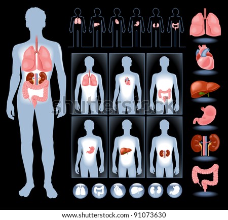 Where Are Your Lungs Located In The Human Body