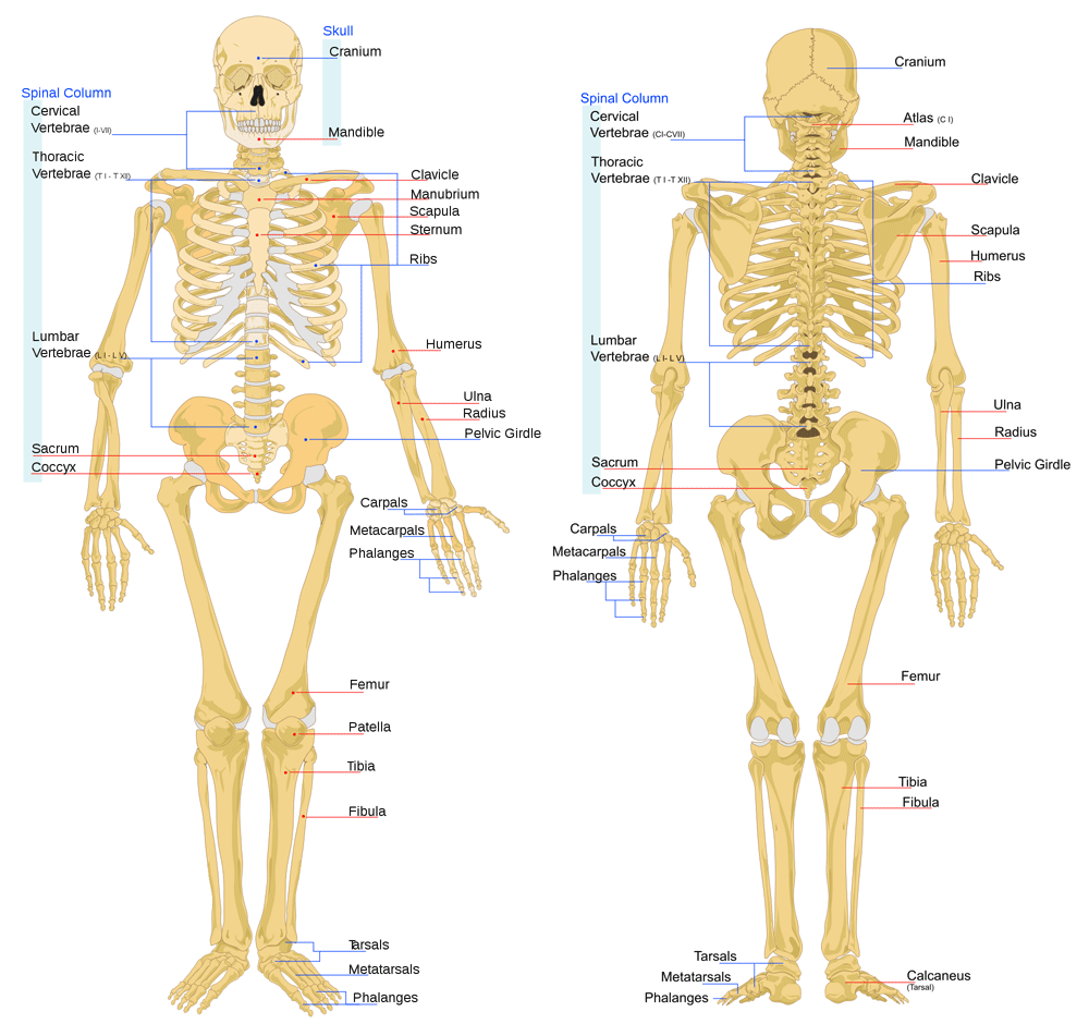 Where Are Your Lungs Located In The Human Body