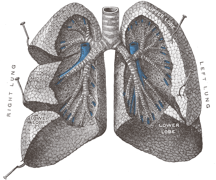 Where Are Your Lungs Located In The Human Body