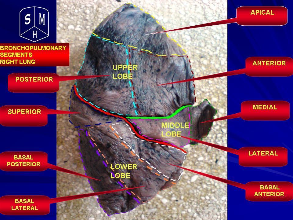 Where Are Your Lungs Located In The Human Body