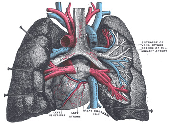 Where Are Your Lungs Located In The Human Body