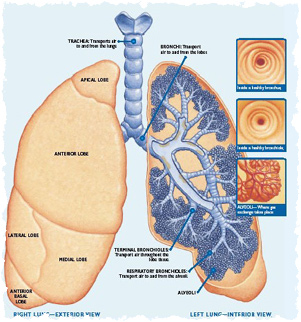 Where Are Your Lungs Picture