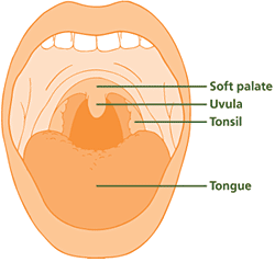 Where Are Your Tonsils Located Diagram