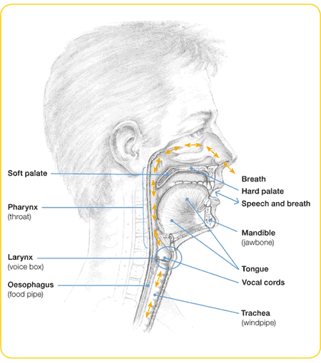 Where Are Your Tonsils Located Diagram