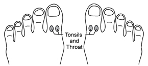 Where Are Your Tonsils Located In Your Throat