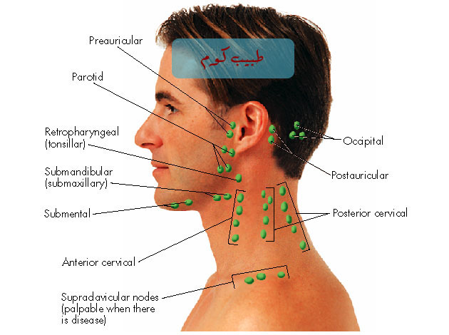 Where Are Your Tonsils Located On Your Neck