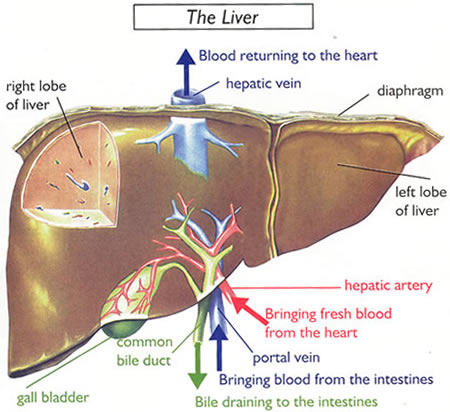 Where Is Your Liver