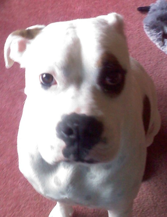 White American Bulldog Boxer Mix