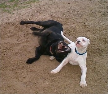 White American Bulldog Boxer Mix