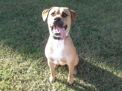 White American Bulldog Boxer Mix