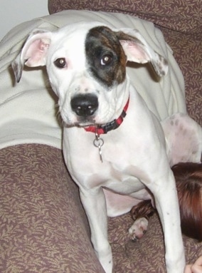 White American Bulldog Boxer Mix