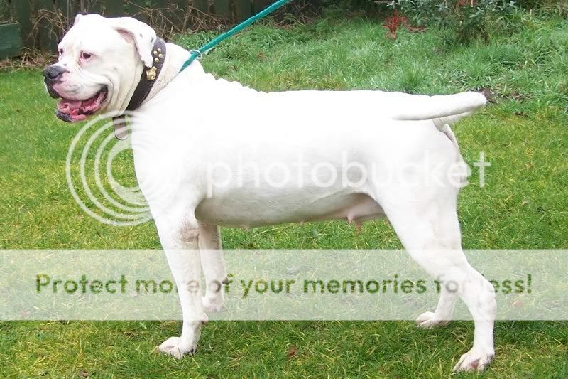 White American Bulldog Pictures