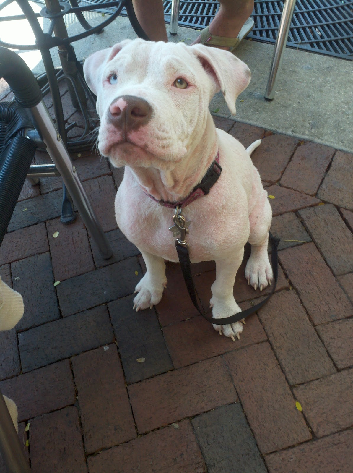 White American Bulldog Pictures