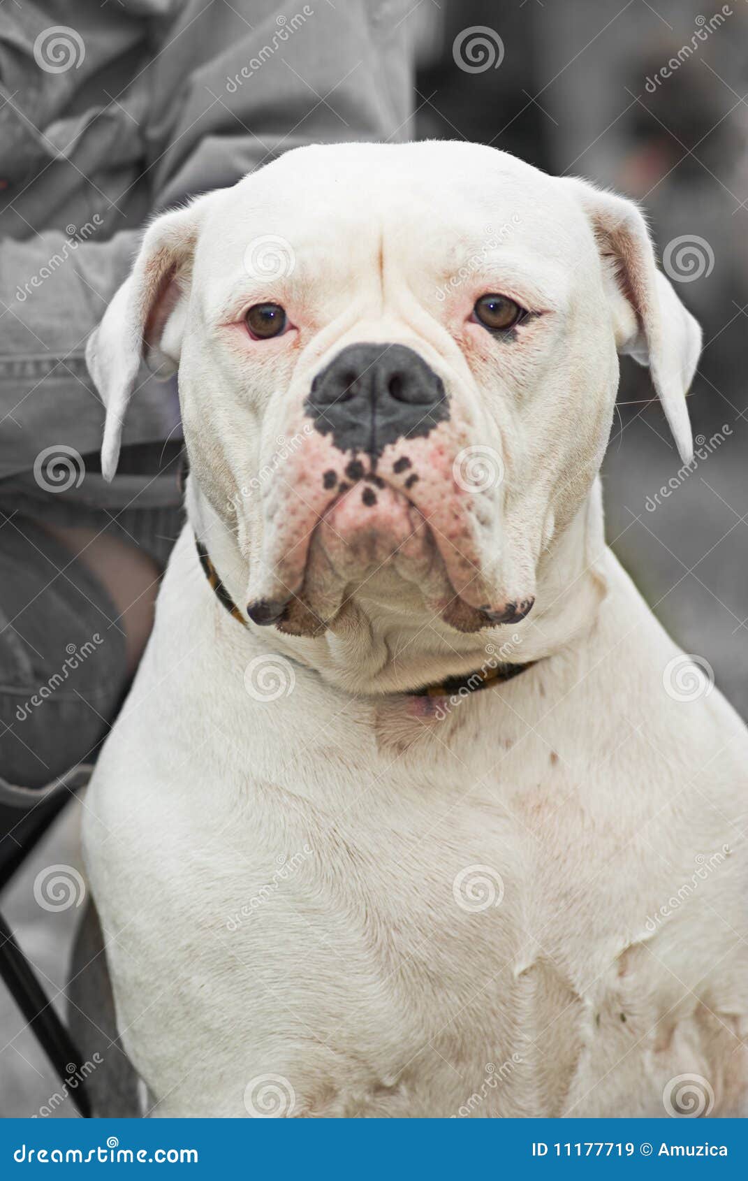 White American Bulldog Pictures