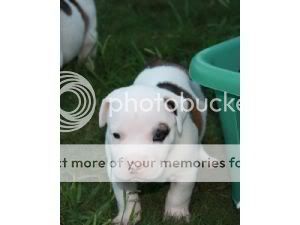 White American Bulldog Puppies For Sale