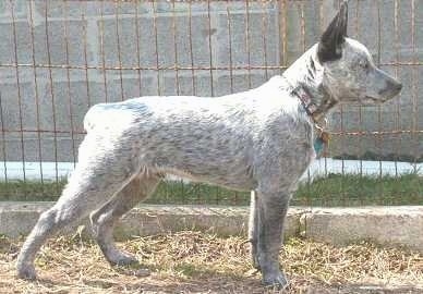 White Australian Cattle Dog Puppy