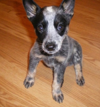 White Australian Cattle Dog Puppy