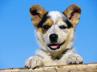 White Australian Cattle Dog Puppy