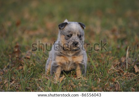 White Australian Cattle Dog Puppy