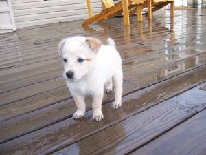 White Australian Cattle Dog Puppy