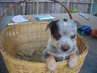 White Australian Cattle Dog Puppy