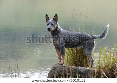 White Australian Cattle Dog Puppy