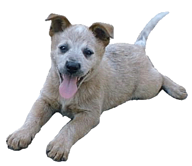 White Australian Cattle Dog Puppy