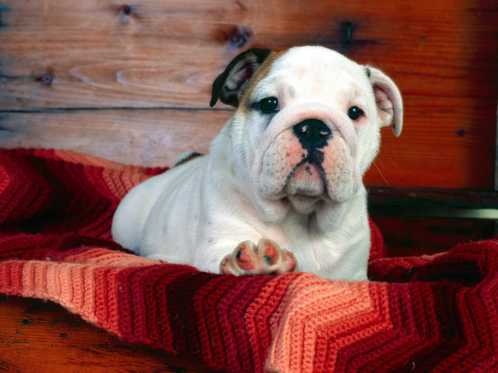 White English Bulldog Pictures